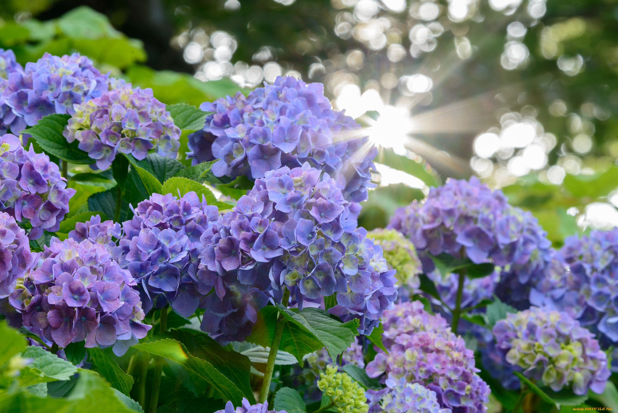 The flowers. Гортензия крупнолистная. Гортензия Окская Весна. Гортензия крупнолистная отцвела. Hydrangea macrophylla Окская Весна.